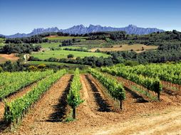 Wijngaarden en Montserrat
