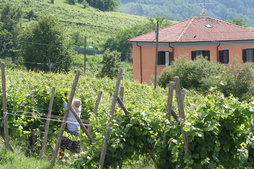 Villa I Due Padroni in de wijngaarden